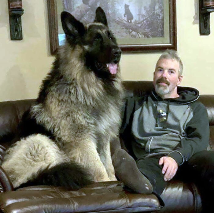80 Dogs Who Don’t Understand How BIG They Are (New Pics)