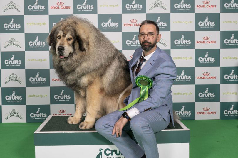 Crufts 2024 Day 3 results with Working and Pastoral group winners and