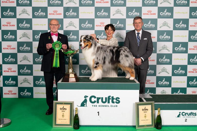 Crufts 2024 Terrier Day cathee analiese