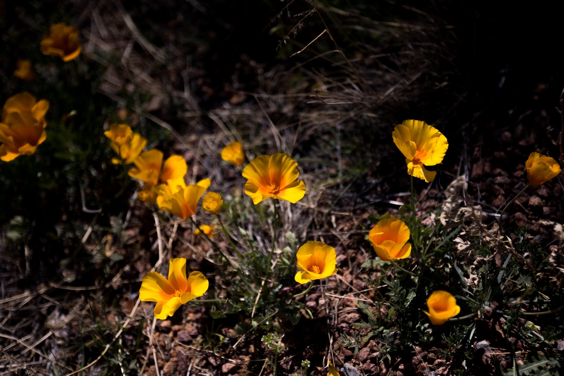 Poppies bloom in time for the first day of the El Paso Museum of ...