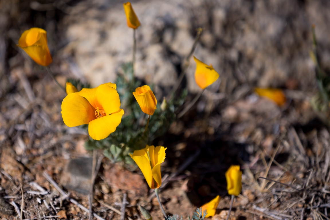 Poppies bloom in time for the first day of the El Paso Museum of ...