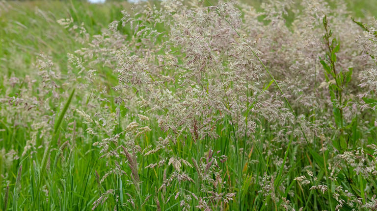 What It Means If Your Lawn Goes To Seed (And What To Do About It)