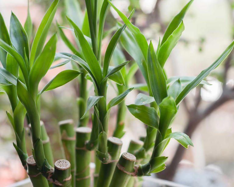 Lucky bamboo plant care — 7 pro tips for success