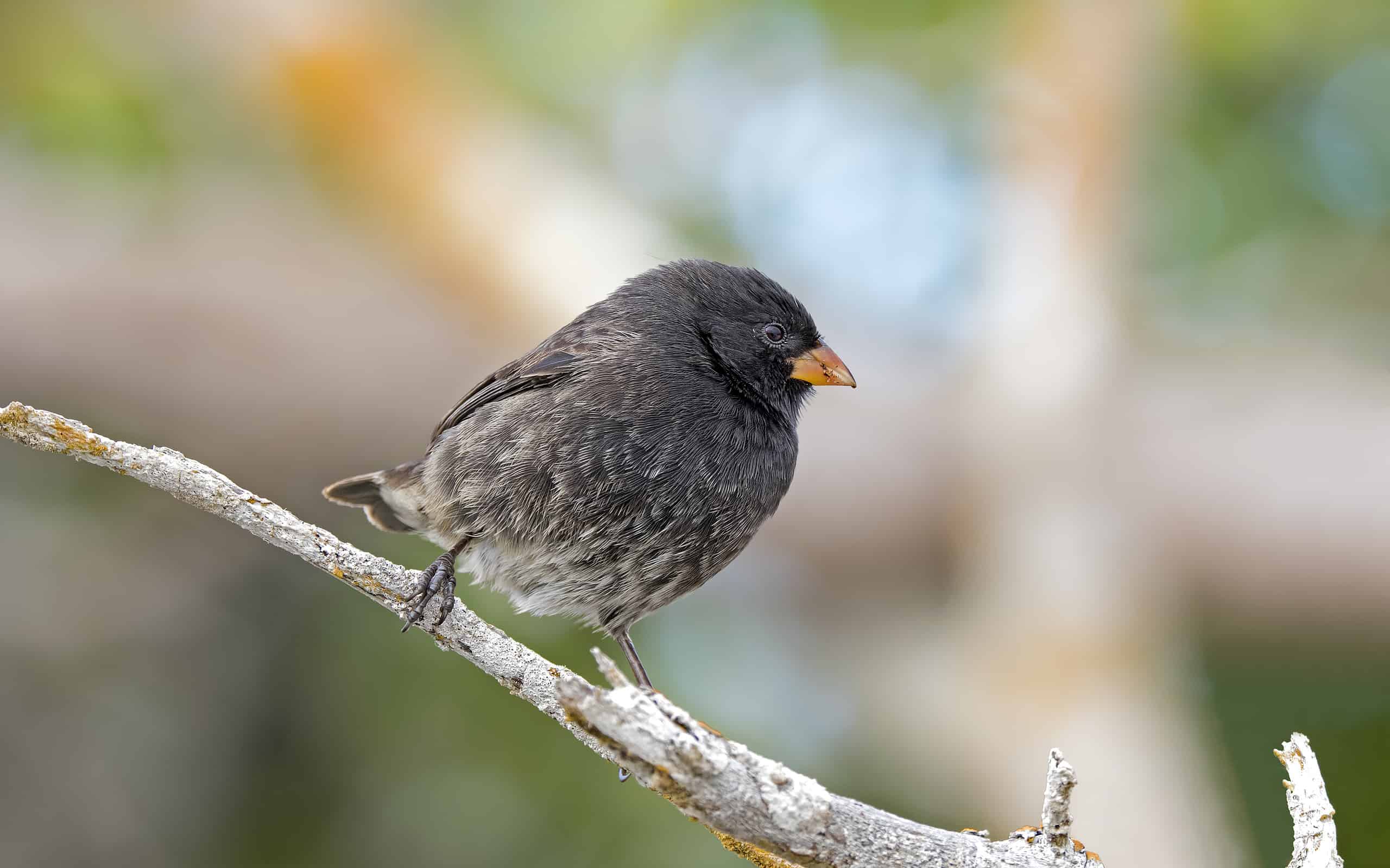 The 16 Coolest Birds in the Galapagos