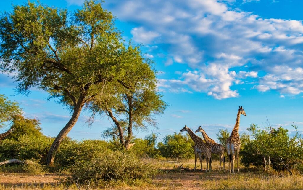 <p>One of Africa’s largest game reserves, offering excellent wildlife photography opportunities.</p>