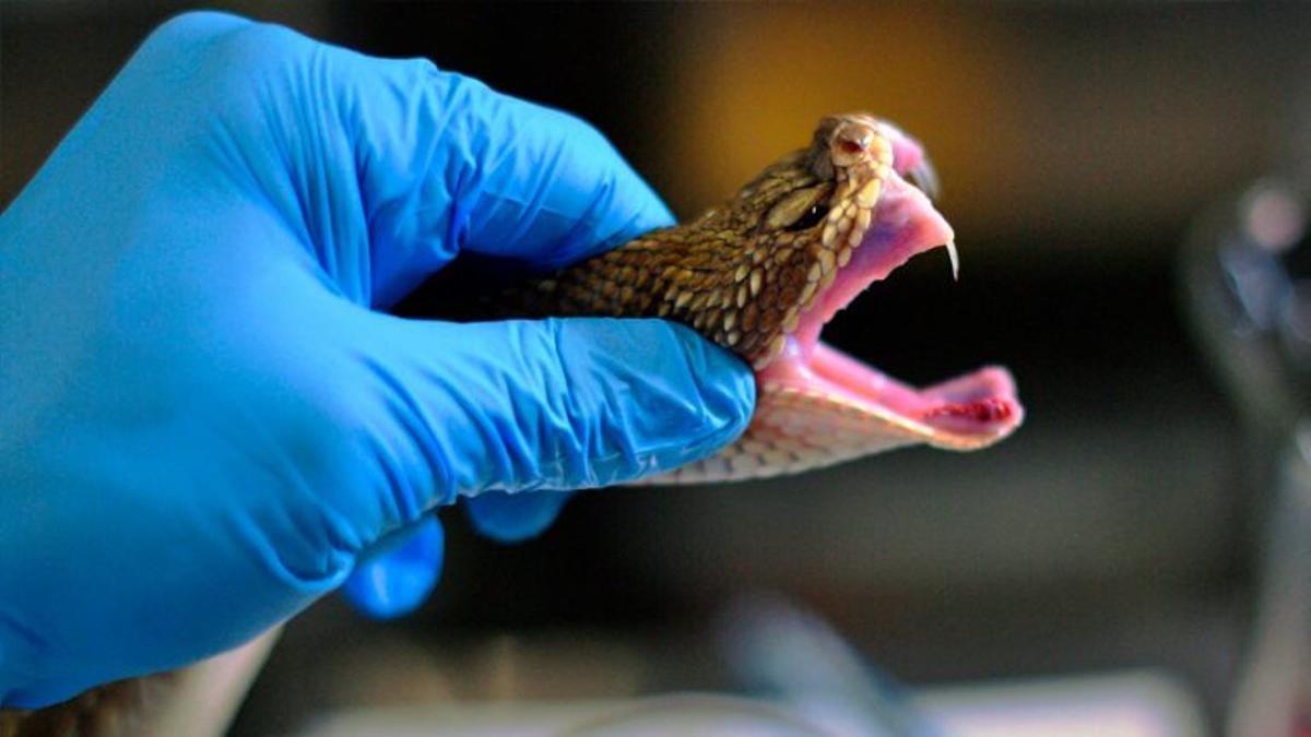 los científicos, a un paso de lograr el antídoto universal contra las mordeduras de serpientes