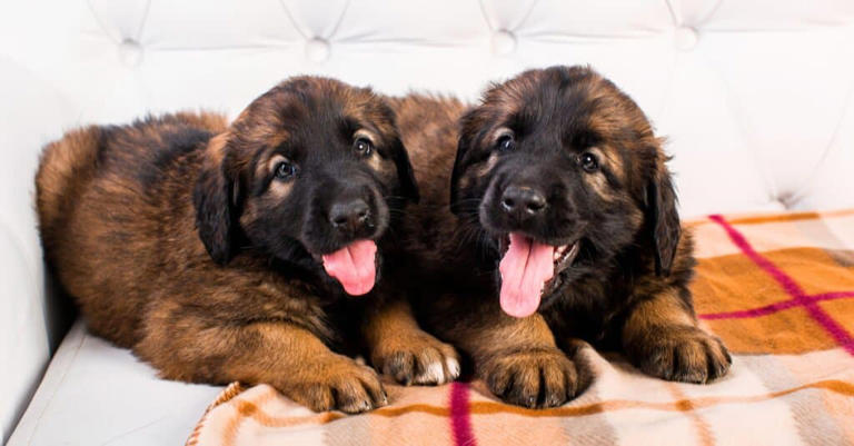 Male vs. Female Leonberger: 6 Key Differences