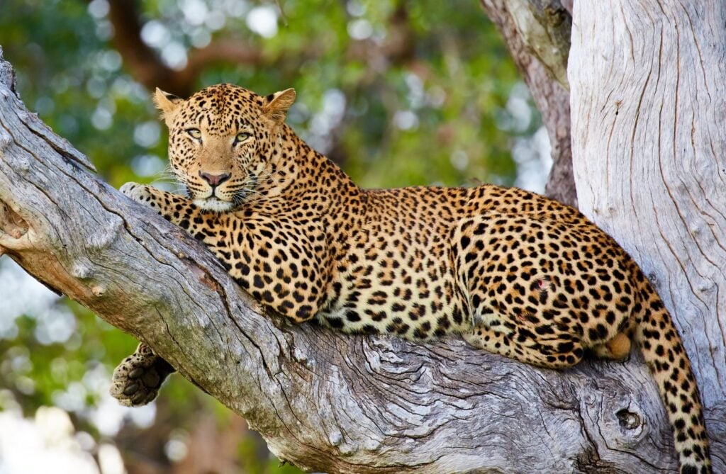 <p>Offers exceptional opportunities for leopard photography.</p>