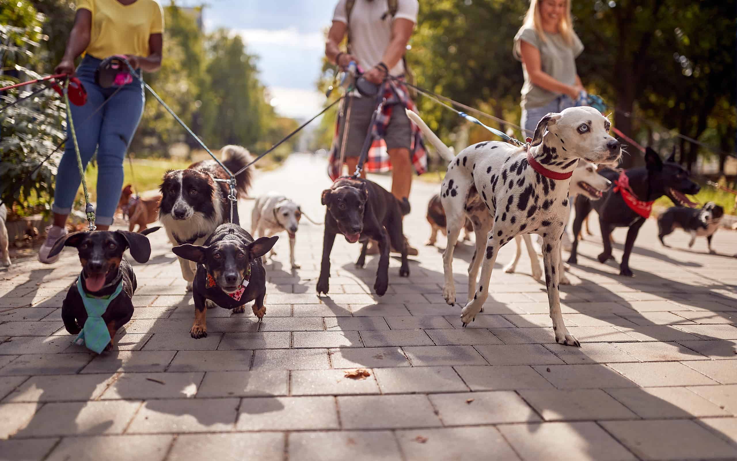 Dog Walker Prices in 2024 How Much You Should Expect to Pay