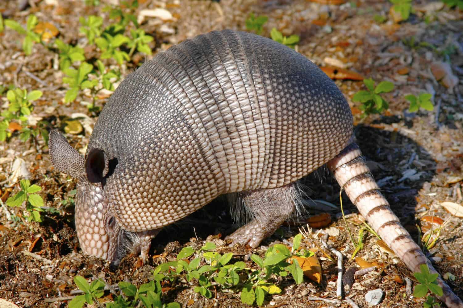 The 8 Smells That Armadillos Absolutely Hate