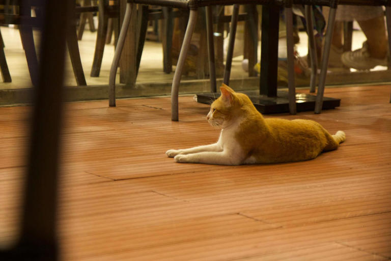 Senior Cat Left Alone in Cat Cafe