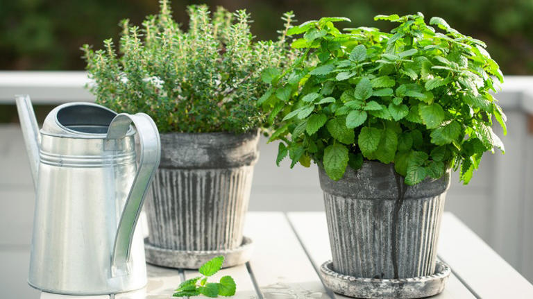 10 Mediterranean Herbs You Can Grow In Containers, According To Our 