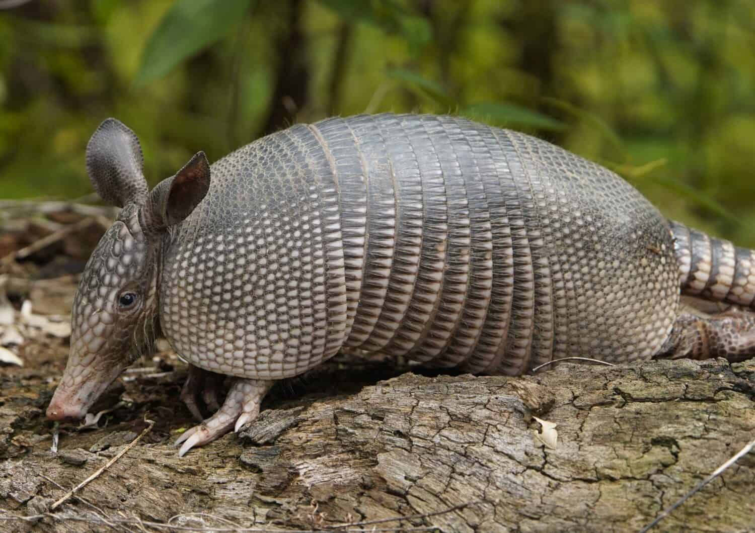 The 8 Smells That Armadillos Absolutely Hate