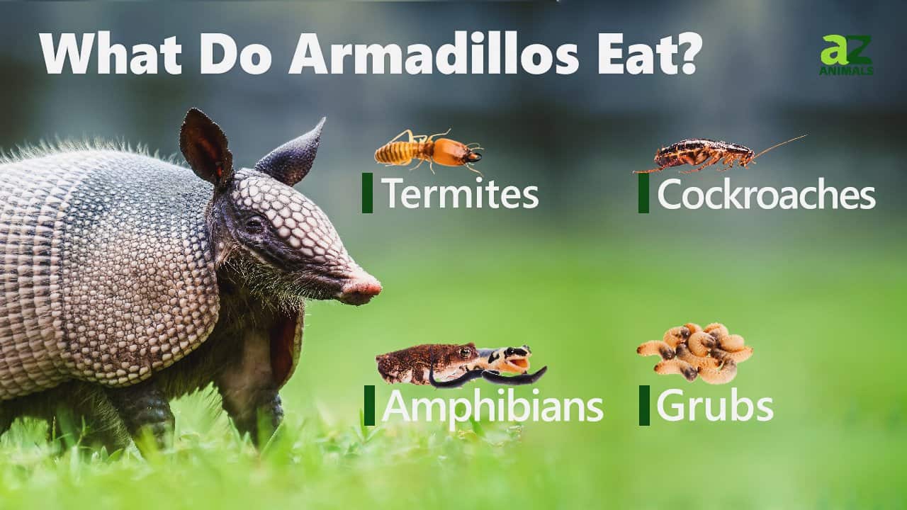 The 8 Smells That Armadillos Absolutely Hate