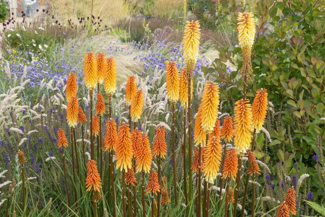 20 Companion Plants That Will Help Your Lavender Thrive This Season