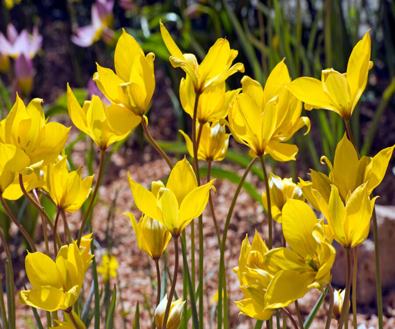 What Are Species Tulips? Expert Tips On How To Grow These Vibrant 