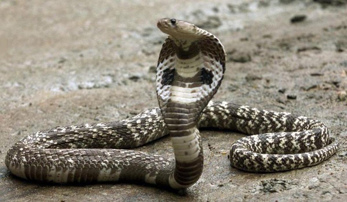 los científicos, a un paso de lograr el antídoto universal contra las mordeduras de serpientes