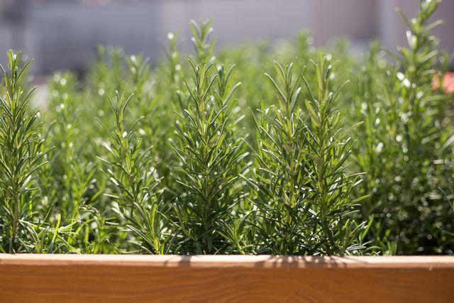 20 Companion Plants That Will Help Your Lavender Thrive This Season
