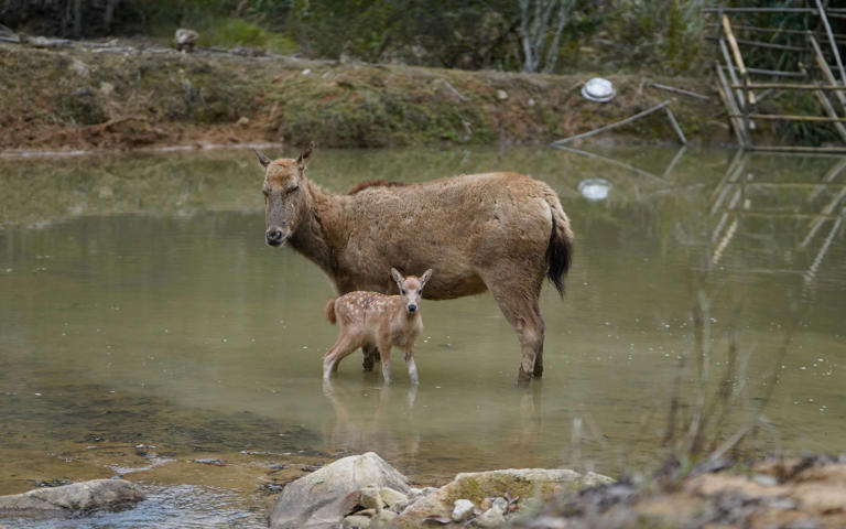 喜添新丁，全国今年迎来首只麋鹿宝宝，取名“龙仔”