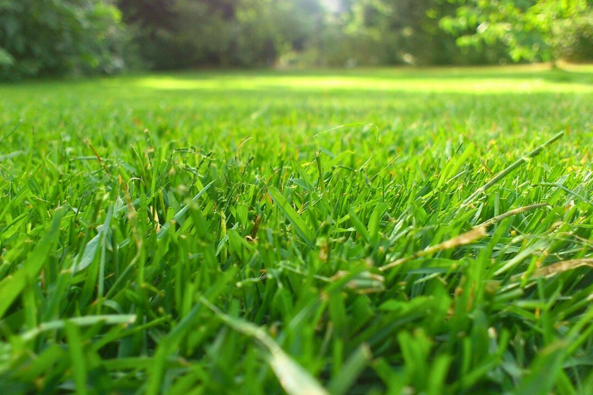 ważny termin dla posiadaczy trawnika. dopilnuj, a będzie zielony i odporny na deptanie