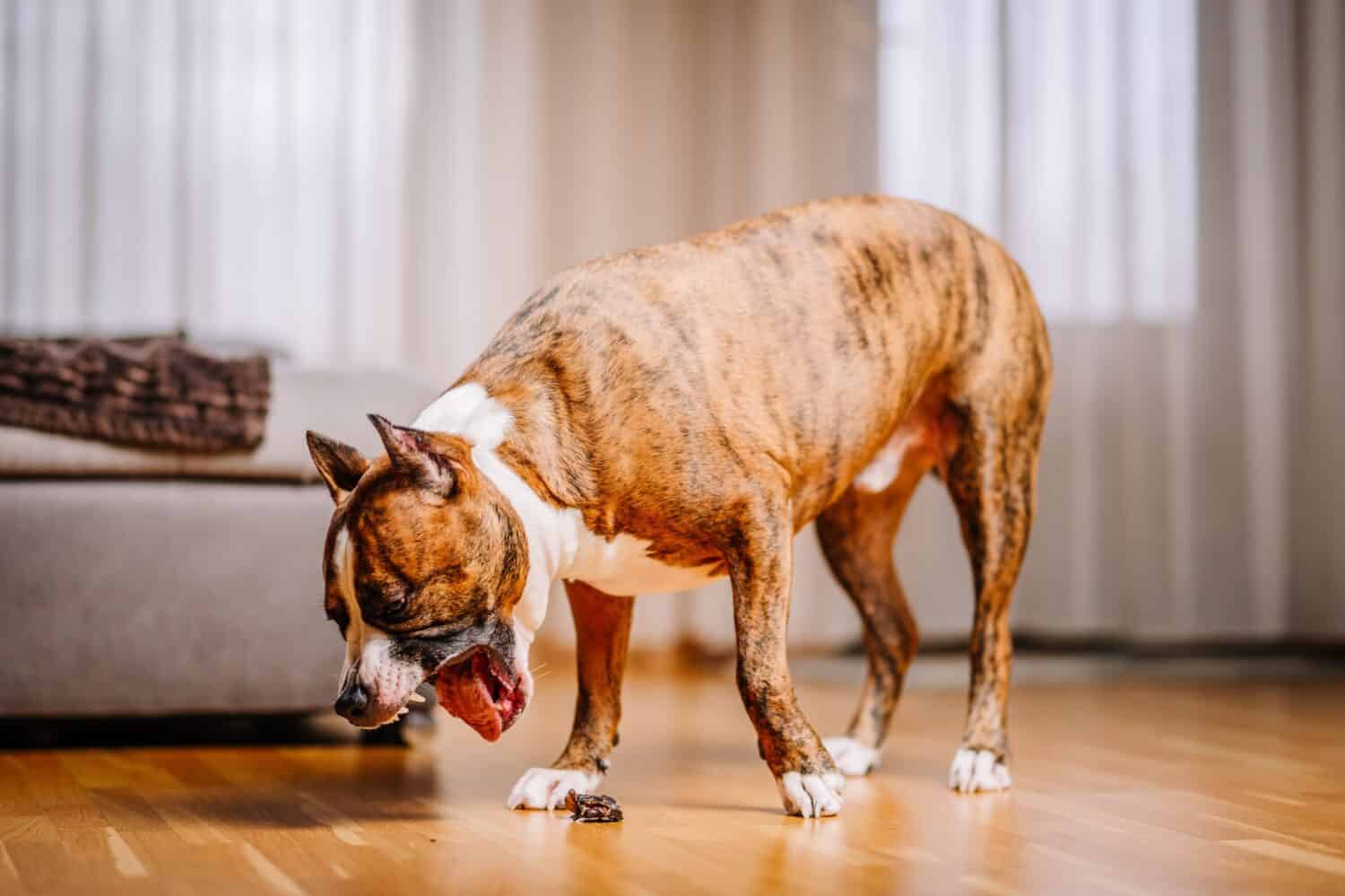 These Are the Common Reasons Your Dog Is Retching