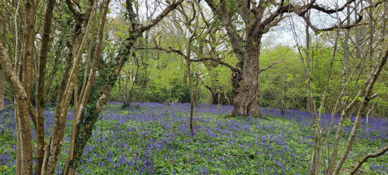 Prime spots for red squirrel sightings this Easter