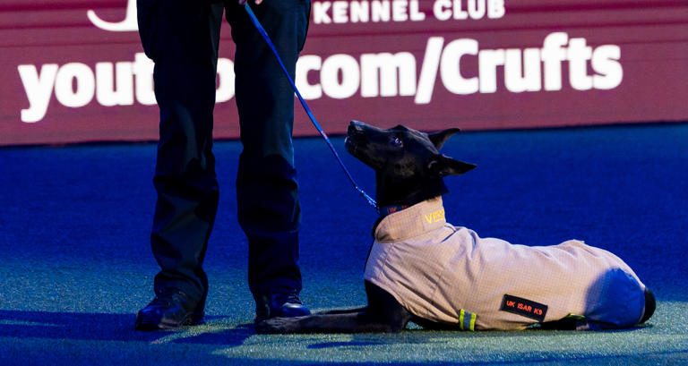 Crufts 2024 Best in Show winner announced 18 brilliant photos from