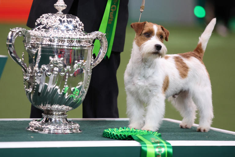 Crufts 2025 Australian shepherd named Viking crowned Best in Show