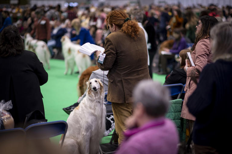 Crufts 2024 Best in Show winner announced and 18 brilliant photos from