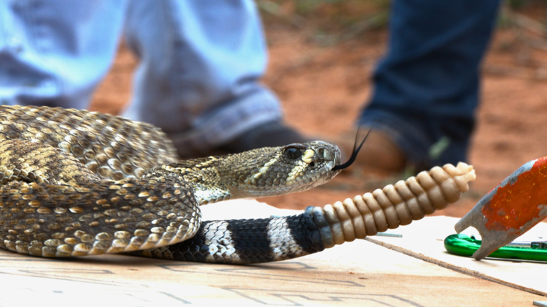 Sweetwater Rattlesnake Roundup: A West Texas Tradition