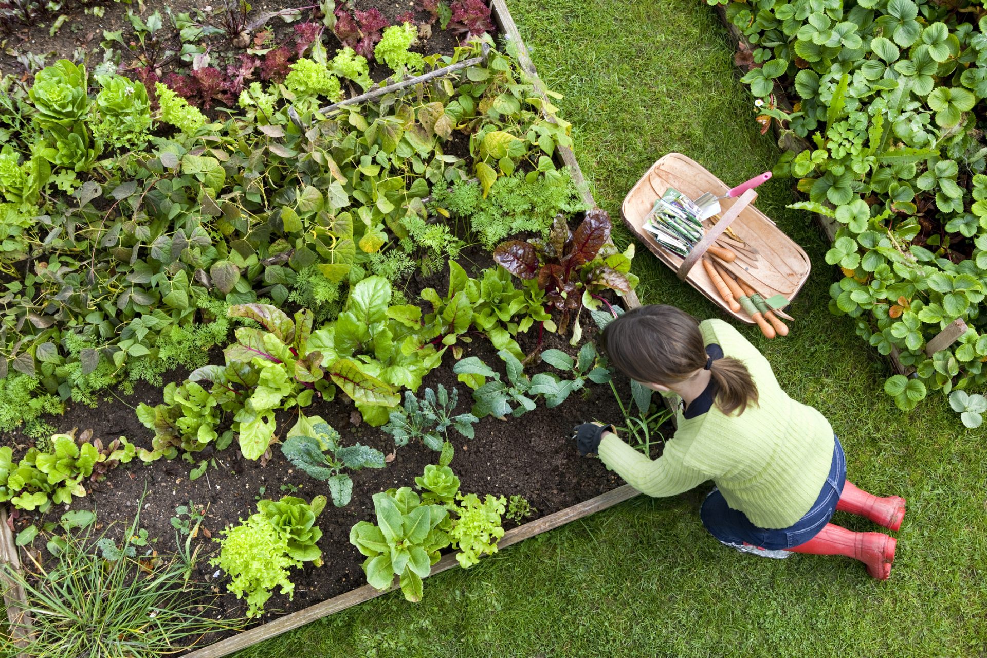 How To Grow A Garden With These Fool-proof Fruits And Vegetables