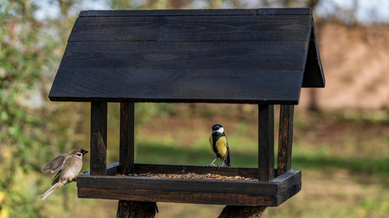 Avoid These 7 Bird Feeder Cleaning Mistakes At All Costs