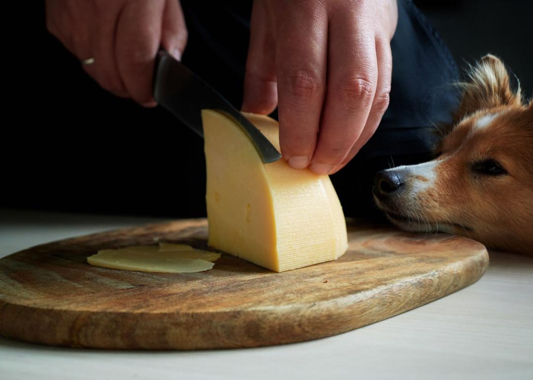 25 human foods you should never give your dog—and 25 you can