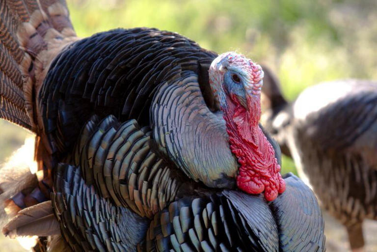 Indiana spring turkey hunt registration ends next Sunday