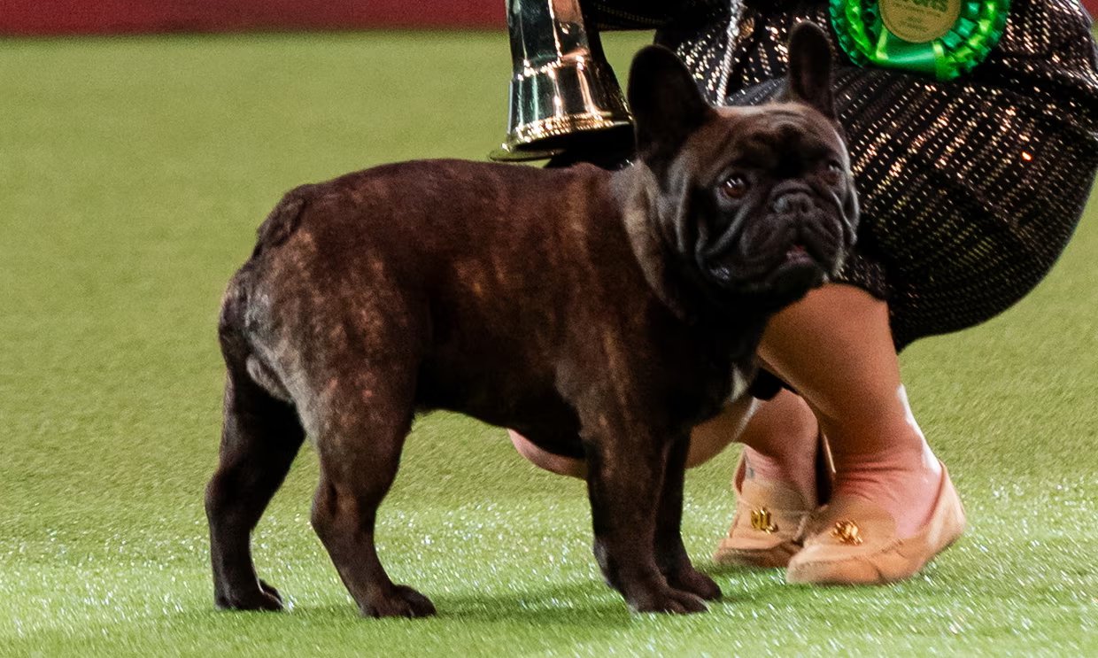 Bulldog Breeders Hit Back At RSPCA 'attacking Them' Over Dog's Crufts ...