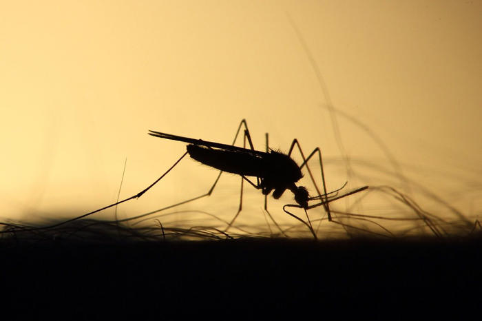 ¿por qué un mosquito pica más a una persona que a otra?