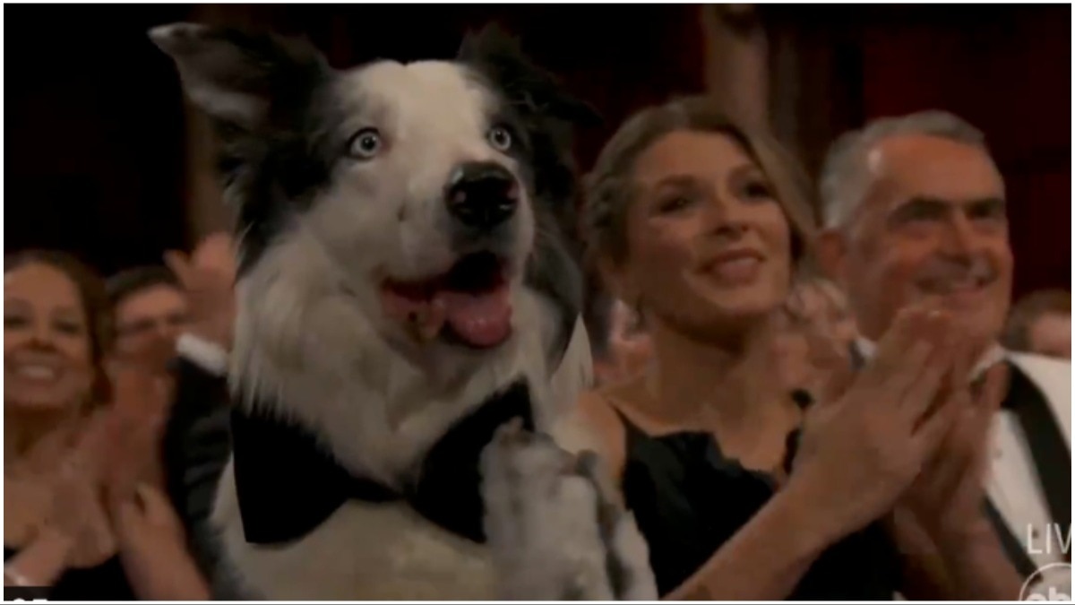 'Anatomy Of A Fall' Dog Messi Attends Oscars 2024, Looks Dapper In A ...