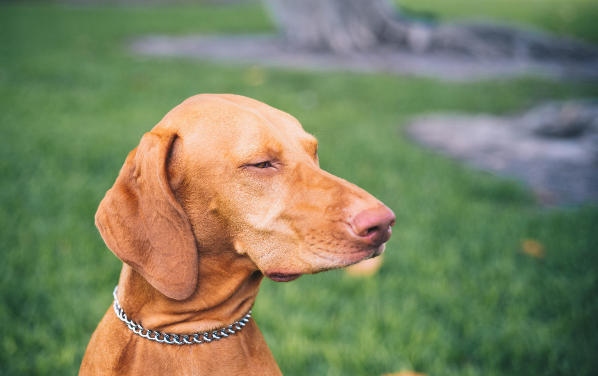 Image showcasing The secret ways dogs communicate with their owners