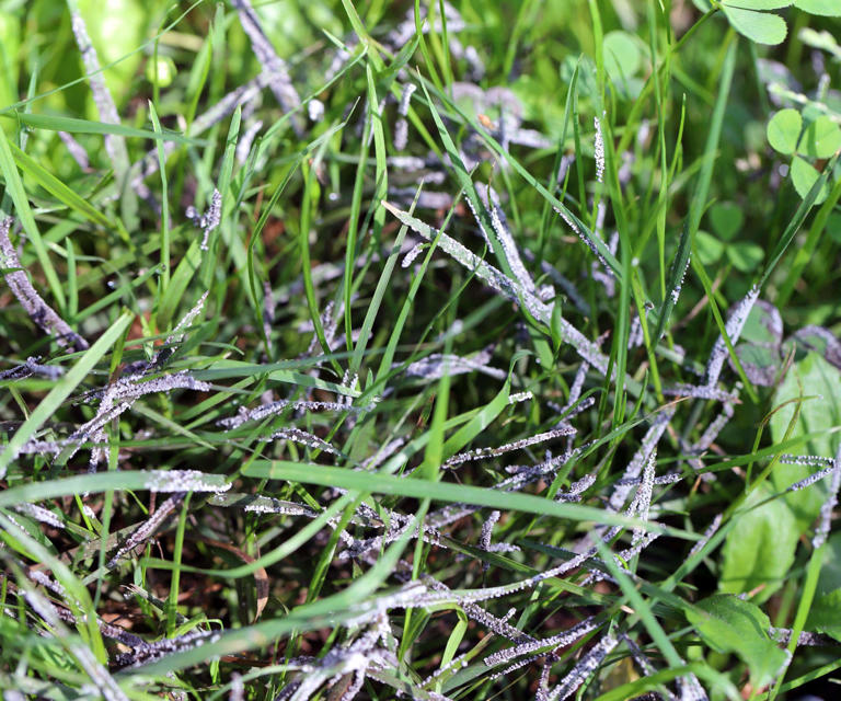 What Is Powdery Mildew On Lawns? How To Prevent And Treat This Common 