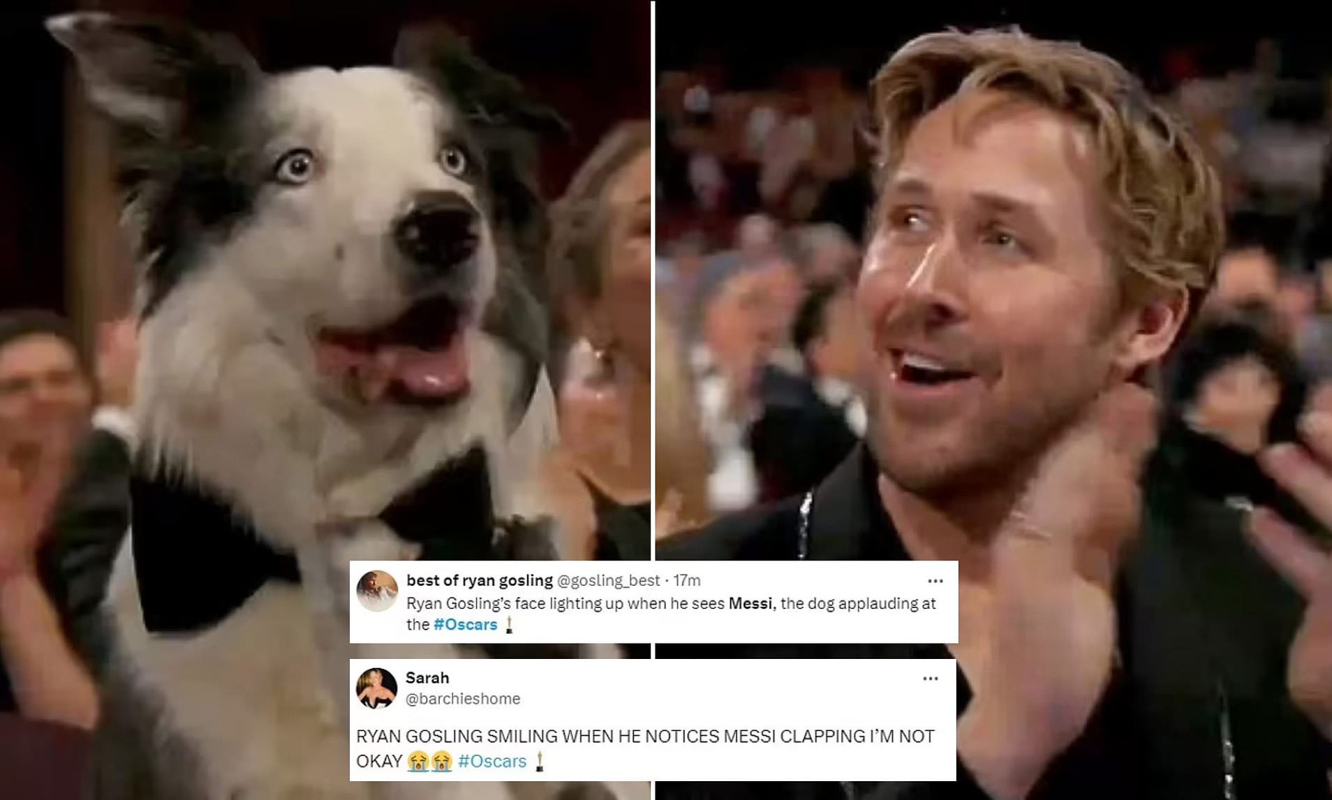 Oscars 2024 Anatomy of a Fall DOG Messi earns viral fame after he was