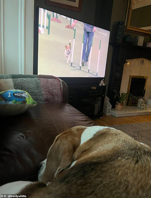Dog owners share adorable snaps of their pets watching Crufts 2024 as