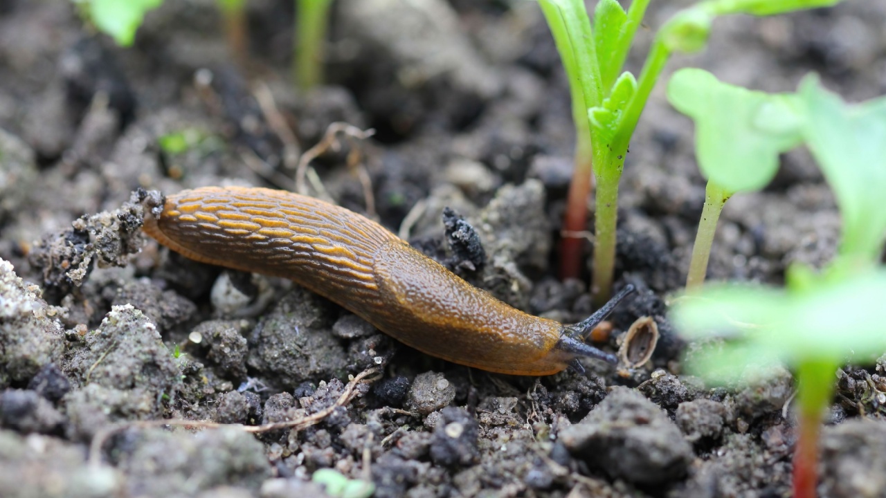 19 Fascinating Facts About Slugs