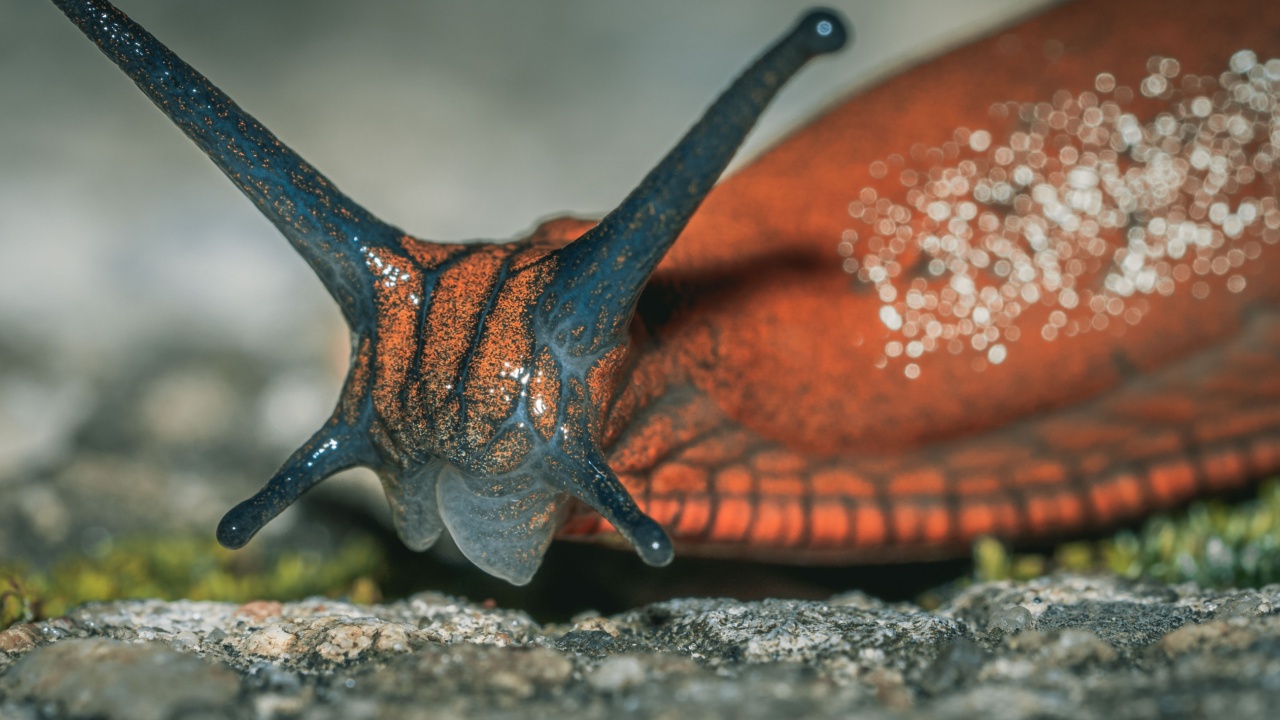 19 Fascinating Facts About Slugs