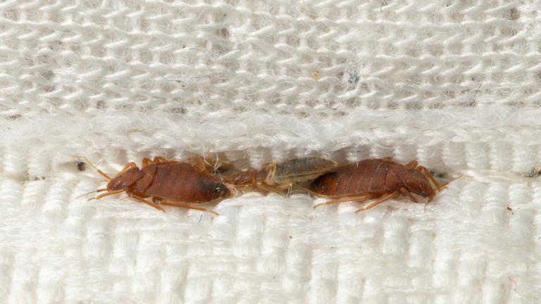 Bed Bugs Vs Dust Mites: Which Pest Is Living In Your Mattress?