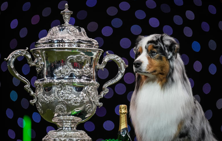Crufts 2024 results 22 wonderful photos of the Best in Show winner