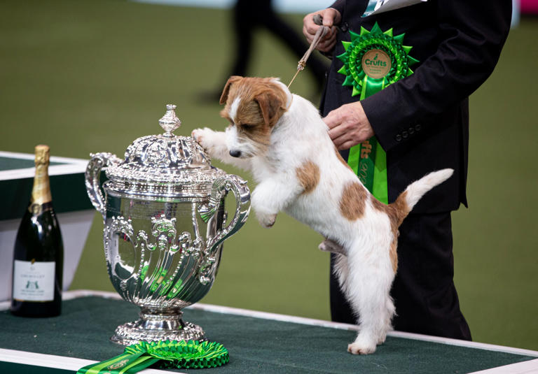 Crufts 2024 Results Kerry Jerrie