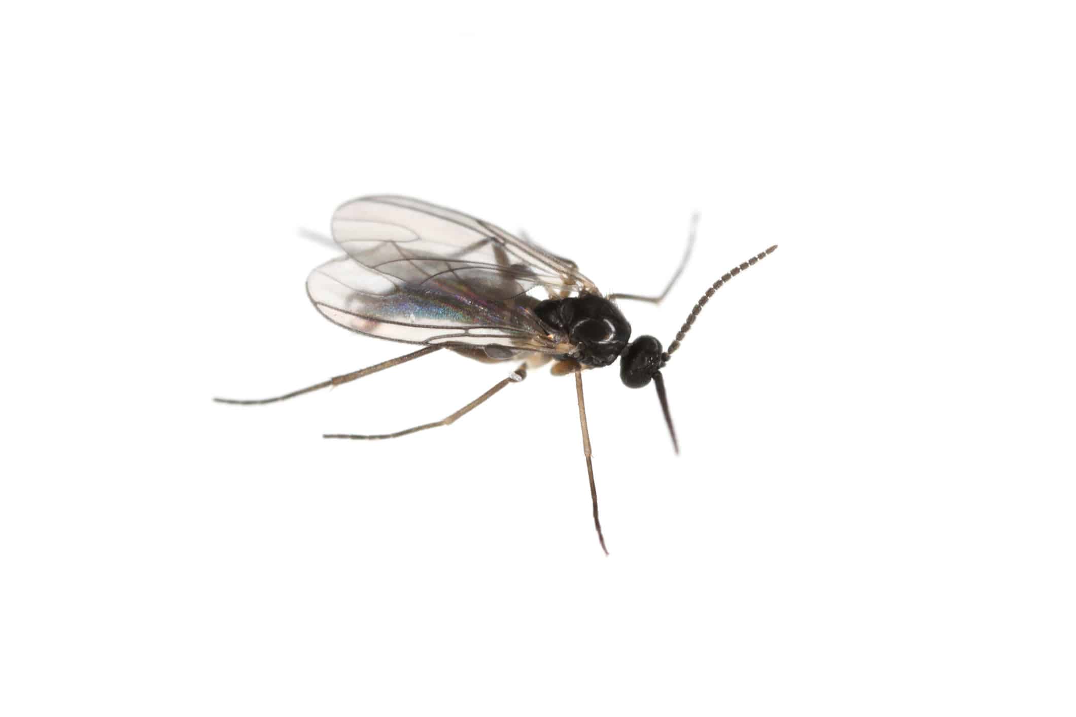 11 Proven Ways to Get Rid of Gnats in Your House