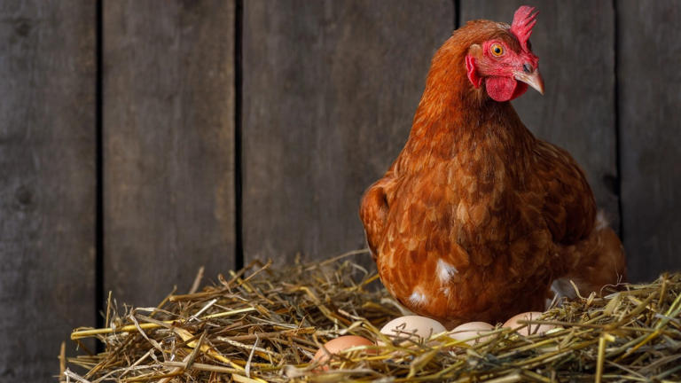 นักวิจัยเผย 4 ส่วนที่สกปรกที่สุดเต็มไปด้วยปรสิต "ไก่" ไม่ควรนำไปบริโภค