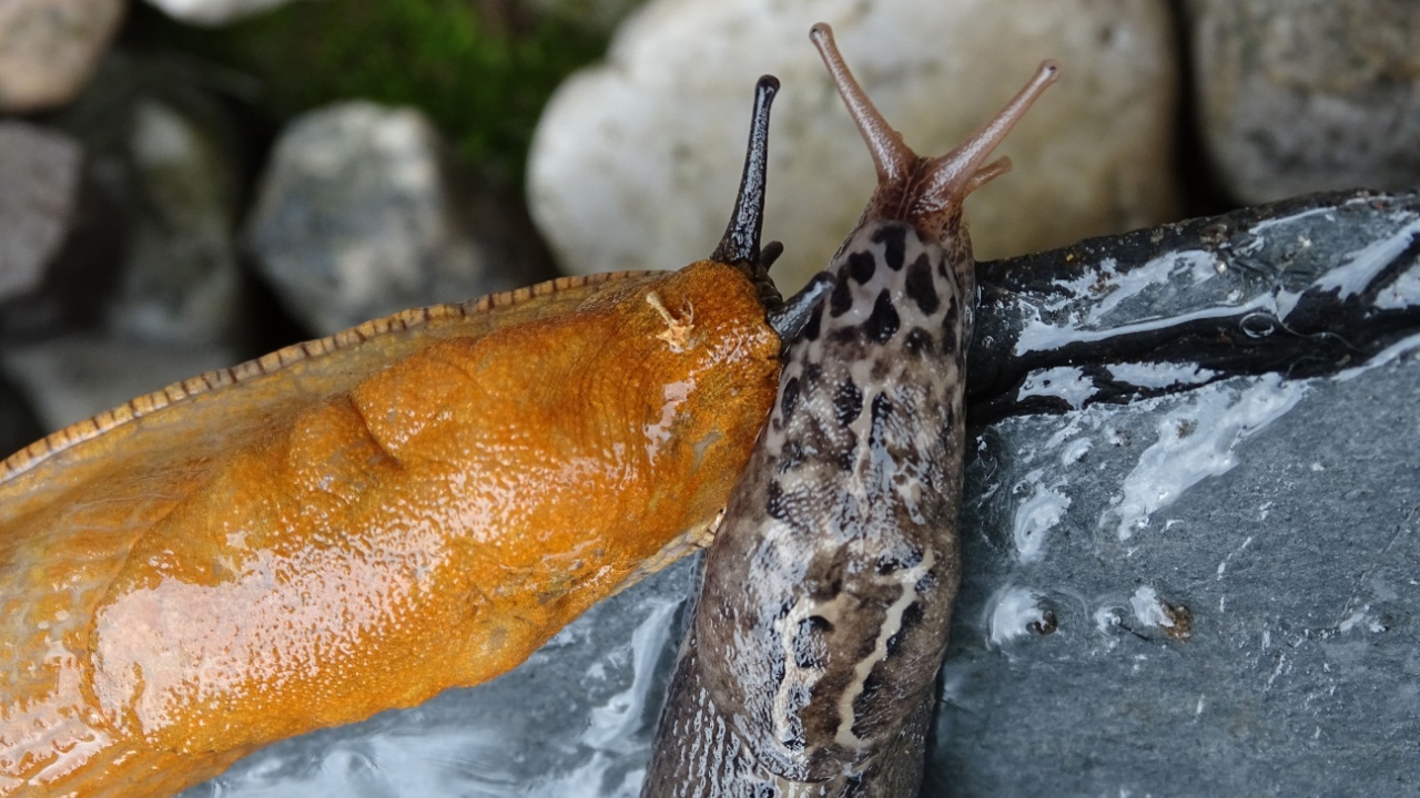 19 Fascinating Facts About Slugs