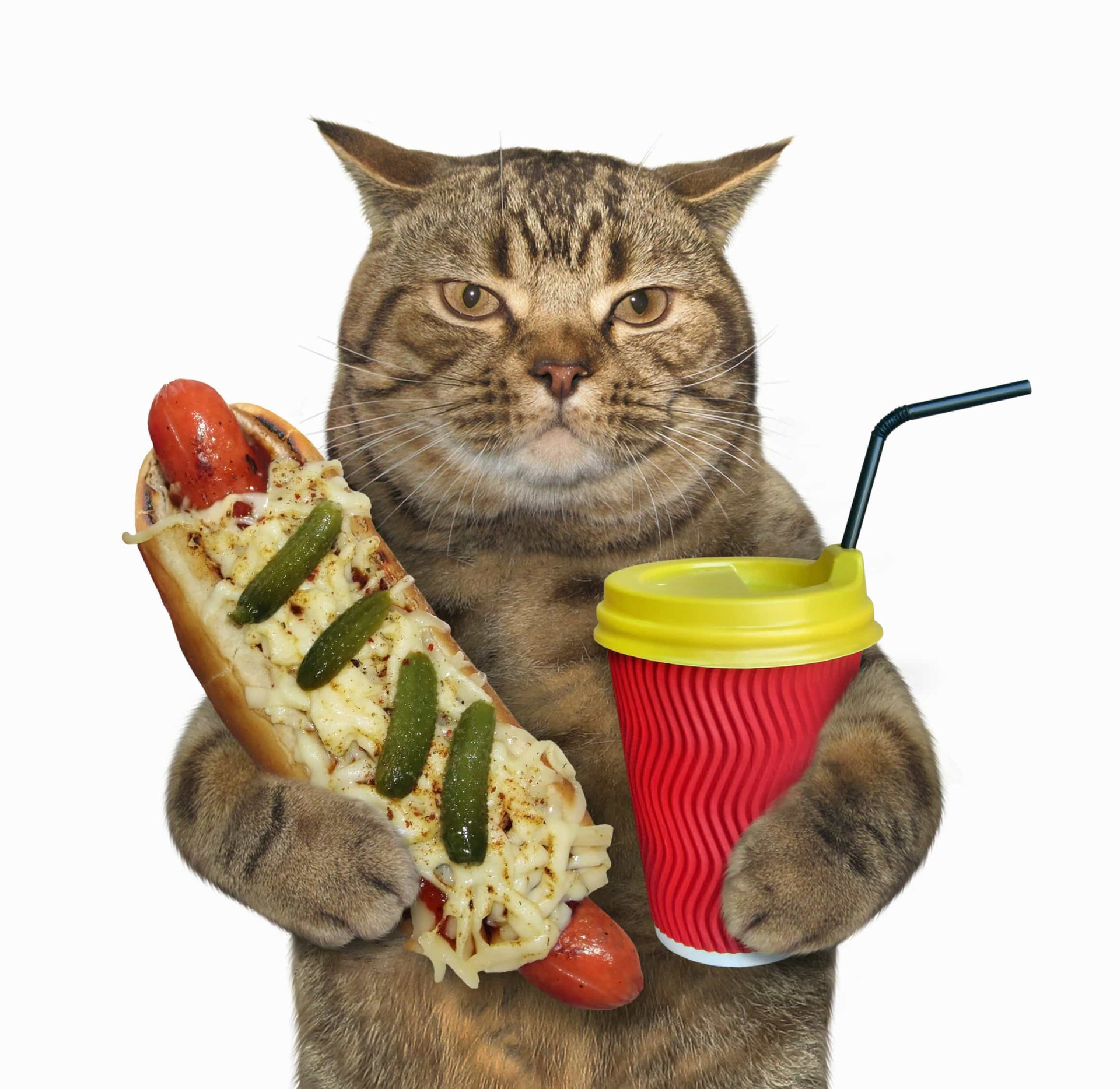 Кот с кофе и круассаном пробки мем MSN